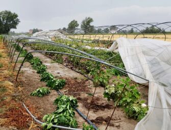 Maltempo, sos di Coldiretti: vento forte e pioggia intensa rovinano le coltivazioni