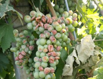 Caldo estremo e siccità, nelle campagne scatta l’allarme anche per l’agricoltura reggiana