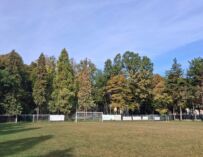 Reggio, l’allarme di Pellini: “Alberi a rischio abbattimento anche in via Melato”
