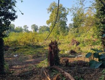 Bosco Ospizio Reggio, Del Bue: “Assessori Verdi e Cinque Stelle si dimettano”