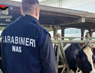 Sequestrati 14 bovini in un allevamento reggiano, al titolare sanzione da 42.000 euro